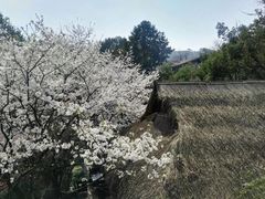 -中国茶叶博物馆(双峰馆区)