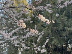-泰丰公园