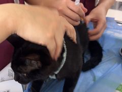 -美联众合动物医院·24h京西诊疗中心