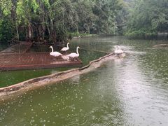 -海南热带野生动植物园