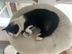 -喵屿·大理花园猫咖