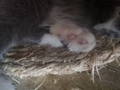 -壹六猫窝(谷德店)