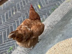 -春风习习