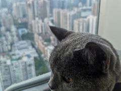 -Jungle Nat 高空餐厅