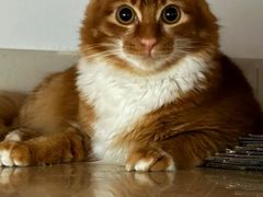 -御宝贝·A梦猫科宠物医院(国际猫友好医院)
