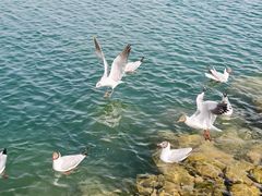 -青海湖国家重点风景名胜区