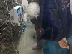 -中农国际动物医院24小时·猫科·骨科·急重症中心
