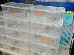 -万商花鸟市场