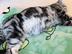 -猫色咖啡·猫咖