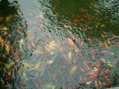 -肯德基(豫园店)