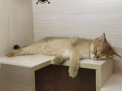 -屋虎猫馆(宝安大仟里店)
