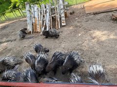 -哈尔滨北方森林动物园