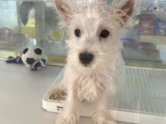 -翊宠yipet猫狗购宠庄园犬舍•猫舍