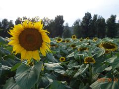 景点千家店花海-百里山水画廊