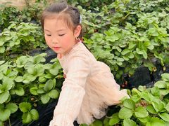 -小鱼草莓采摘园农家乐·小鱼餐厅