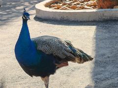 -佛冈森波拉度假区