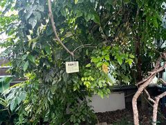 -呀路古热带植物园