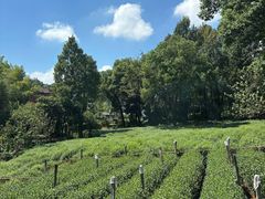 -野蔓果·山野菜(西湖景区·龙井茶田店)