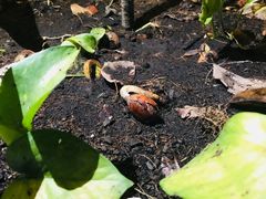 -都念榴莲·城市榴莲