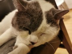 -Cappucimeow猫咪咖啡馆(韦伯时代店)