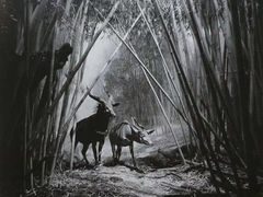 -美国自然历史博物馆