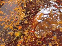 -味之绝热血美蛙鱼火锅(中坝店)