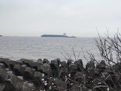 -上海滨江森林公园