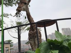 -灵玲国际马戏城