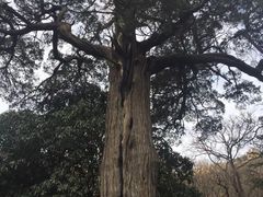 -青岛崂山太清宫