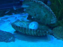 -芜湖新华联大白鲸海洋公园