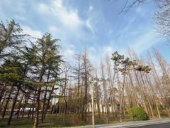 -日照海滨国家森林公园