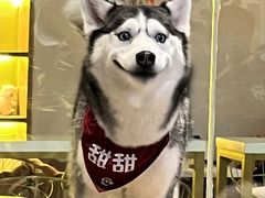 -Husky Go! 哈士奇体验馆·宠物咖啡厅狗咖