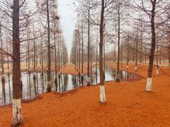 -泗洪洪泽湖湿地景区