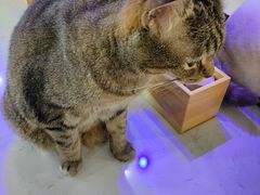 -喵园·猫主题咖啡厅·撸猫·猫咖(国贸店)