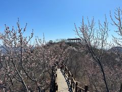 -大岭沟猕猴桃谷风景区