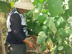 -马陆小张葡萄园农家乐