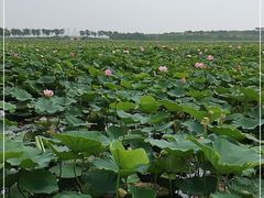 -天津东丽湖风景区
