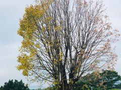 -福建鲤鱼洲酒店