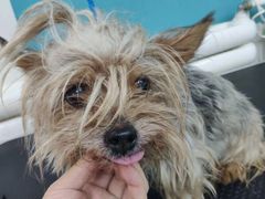 -派多格宠物·购宠(靛厂路店)