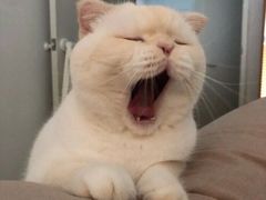 -叮叮猫咪生活馆