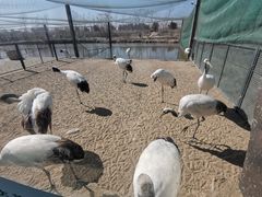 -盐城丹顶鹤湿地生态旅游区