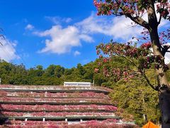 -深圳仙湖植物园