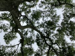 -苏州上方山国家森林公园