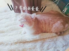 -北京观赏动物医院·24小时大型综合·猫专科·异宠专科