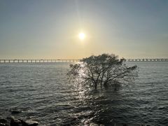 -宝安西湾红树林湿地公园