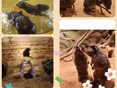 -正佳雨林生态植物园