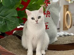 -COLOR PETS 撸猫馆·购猫·猫咖(长风大悦城店)