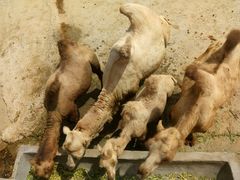 -泉州海丝野生动物世界