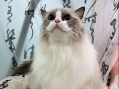 -爱洗澡的猫(望京店)