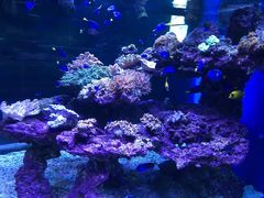 -上海海昌海洋公园
